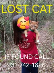 Lost Male Cat last seen Walking at Soldier Beag, Crossville, TN 38572