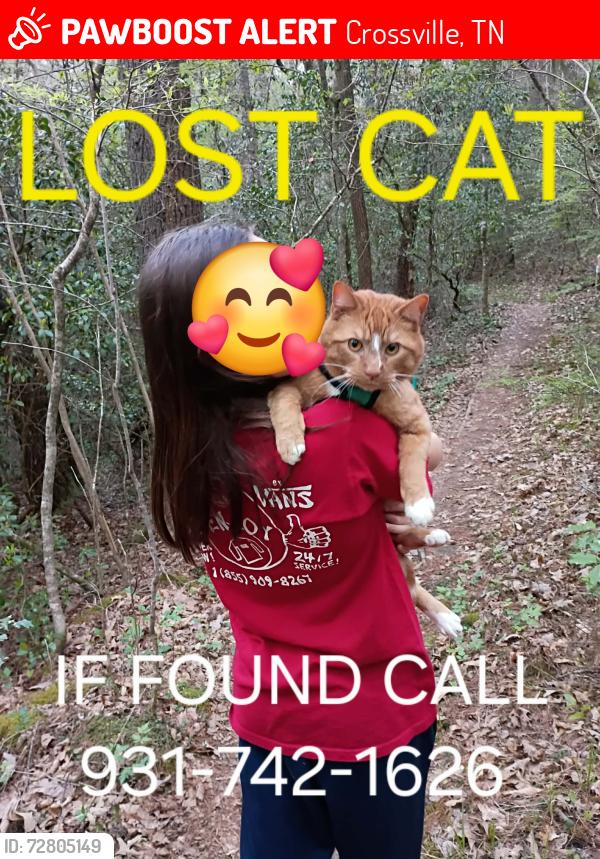 Lost Male Cat last seen Walking at Soldier Beag, Crossville, TN 38572