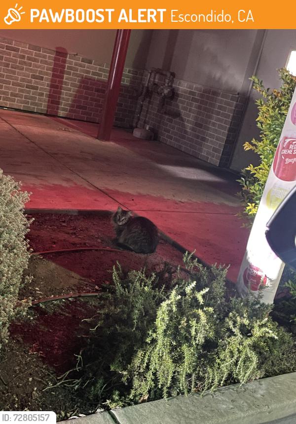Found/Stray Unknown Cat last seen Burger King parking lot on E valley parkway , Escondido, CA 92027