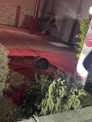 Found/Stray Unknown Cat last seen Burger King parking lot on E valley parkway , Escondido, CA 92027