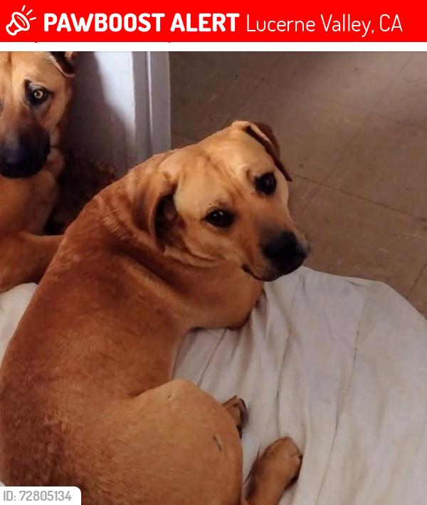 Lost Male Dog last seen HAYNES RD / POWERLINE TOWERS ROAD, Lucerne Valley, CA 92356