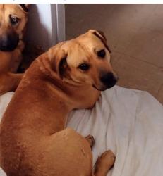 Lost Male Dog last seen HAYNES RD / POWERLINE TOWERS ROAD, Lucerne Valley, CA 92356