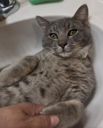Lost Male Cat last seen Perkins Sven , League City, TX 77573