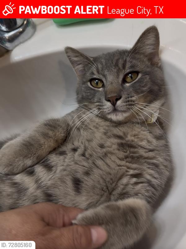 Lost Male Cat last seen Perkins Sven , League City, TX 77573