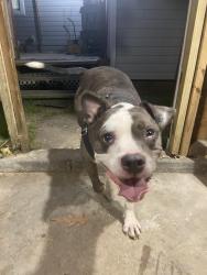 Found/Stray Male Dog last seen Paradise Creek, Portsmouth, VA 23702