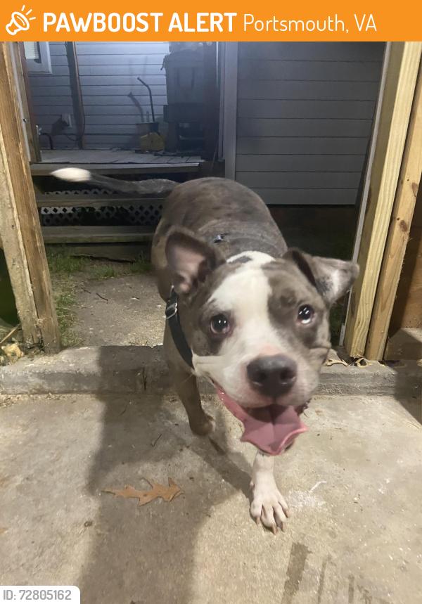 Found/Stray Male Dog last seen Paradise Creek, Portsmouth, VA 23702