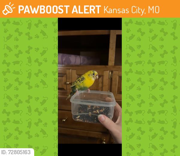 Found/Stray Unknown Bird last seen n liberty st, n hickory st, n mercer st., Kansas City, MO 64118