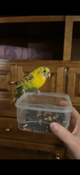 Found/Stray Unknown Bird last seen n liberty st, n hickory st, n mercer st., Kansas City, MO 64118