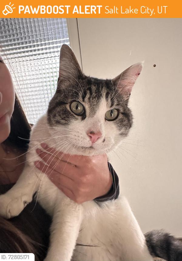 Found/Stray Unknown Cat last seen Village Circle and Wasatch Dr, Salt Lake City, UT 84108