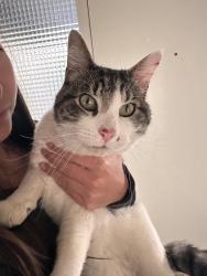 Found/Stray Unknown Cat last seen Village Circle and Wasatch Dr, Salt Lake City, UT 84108