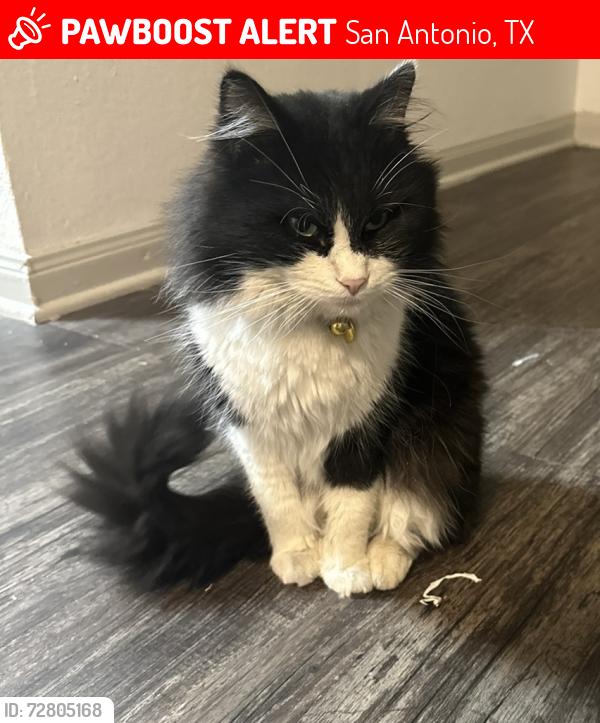 Lost Male Cat last seen Sonterra , San Antonio, TX 78258
