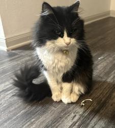 Lost Male Cat last seen Sonterra , San Antonio, TX 78258