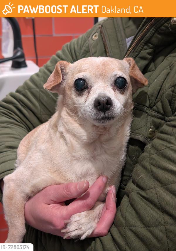 Found/Stray Female Dog last seen 29th st, Oakland, CA 94602