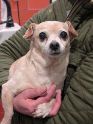 Found/Stray Female Dog last seen 29th st, Oakland, CA 94602