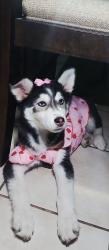 Lost Female Dog last seen Near train Tracks, Dallas, TX 75203