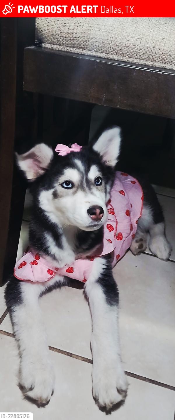 Lost Female Dog last seen Near train Tracks, Dallas, TX 75203