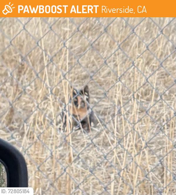 Found/Stray Unknown Cat last seen Iglesia Cristiana, Riverside, CA 92501