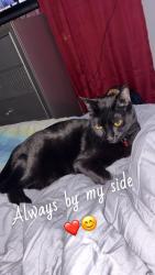 Lost Female Cat last seen Near Se 23rd Ave, Ocala, FL 34480