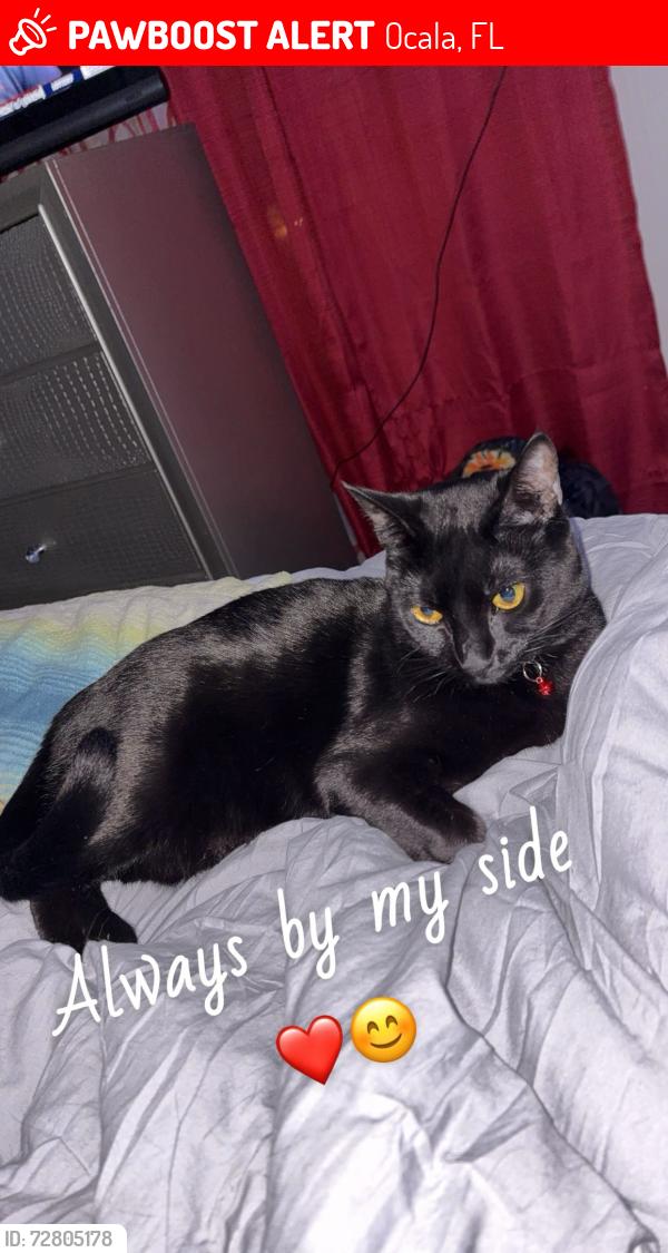 Lost Female Cat last seen Near Se 23rd Ave, Ocala, FL 34480