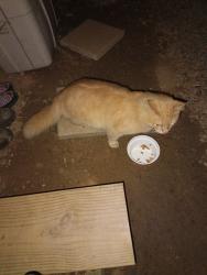 Found/Stray Unknown Cat last seen Shults Grove church, Sevier County, TN 37722
