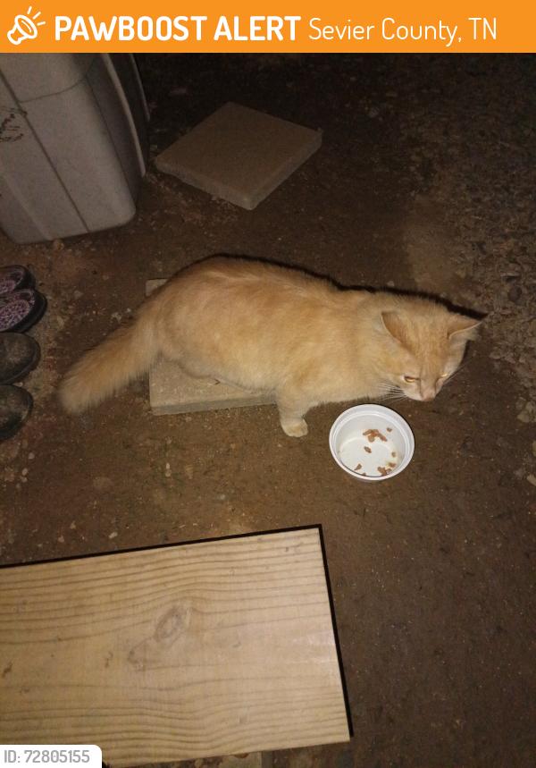 Found/Stray Unknown Cat last seen Shults Grove church, Sevier County, TN 37722