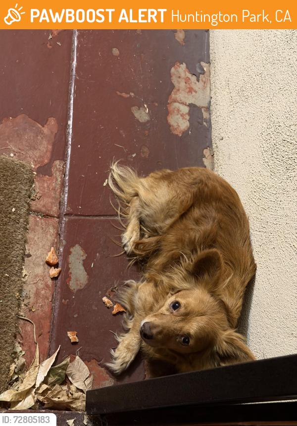 Found/Stray Unknown Dog last seen City hall , Huntington Park, CA 90255