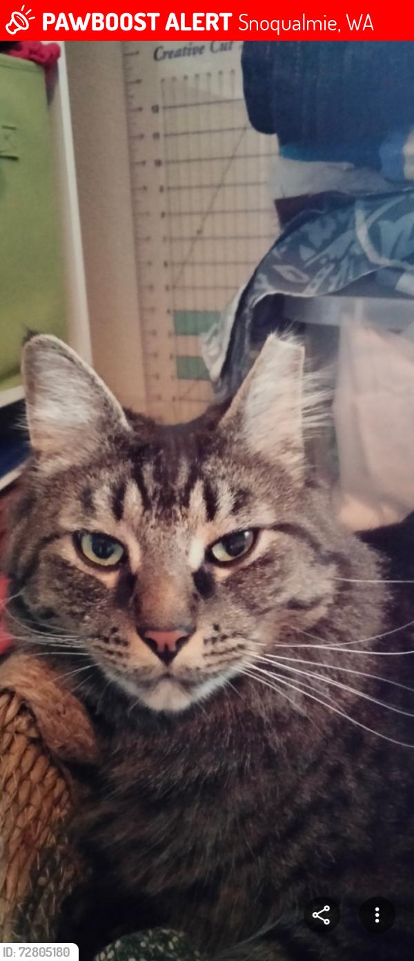 Lost Male Cat last seen SE Kinsey St. Douglas Ave SE, & Baker Ave. SE, Snoqualmie, WA 98065