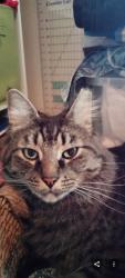 Lost Male Cat last seen SE Kinsey St. Douglas Ave SE, & Baker Ave. SE, Snoqualmie, WA 98065