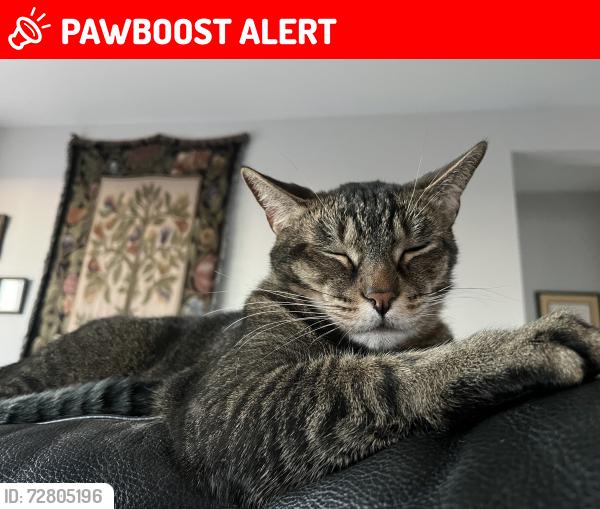 Lost Male Cat last seen Tomahawk and baseline, Apache Junction, AZ 85119