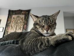 Lost Male Cat last seen Tomahawk and baseline, Apache Junction, AZ 85119