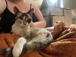Found/Stray Unknown Cat last seen Park and Lake, Minneapolis, MN 55407