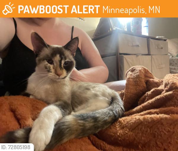 Found/Stray Unknown Cat last seen Park and Lake, Minneapolis, MN 55407