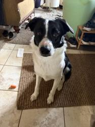 Found/Stray Unknown Dog last seen Jefferson and Garland, Spokane, WA 99209