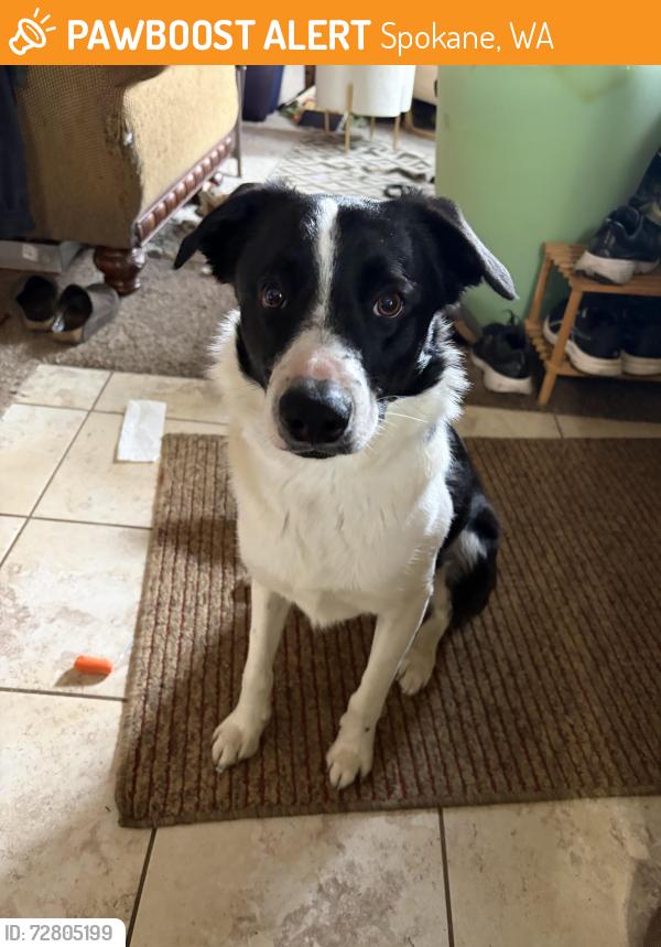 Found/Stray Unknown Dog last seen Jefferson and Garland, Spokane, WA 99209