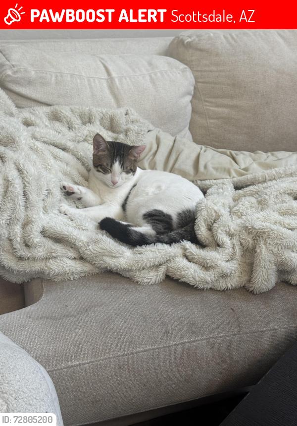 Lost Male Cat last seen McDowell Mountain , Scottsdale, AZ 85255