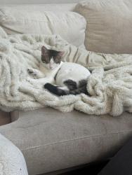 Lost Male Cat last seen McDowell Mountain , Scottsdale, AZ 85255