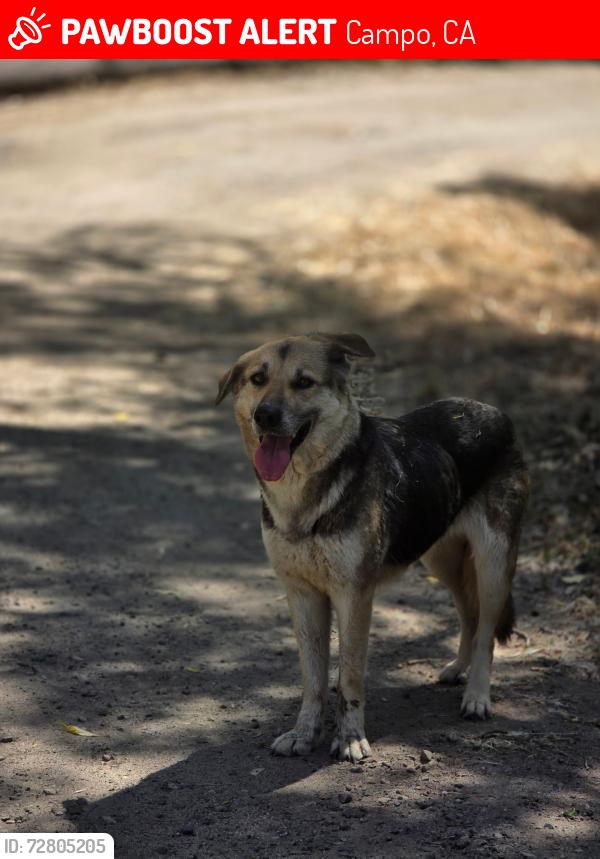 Lost Female Dog last seen Campo creek winery , Campo, CA 91906