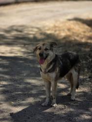 Lost Female Dog last seen Campo creek winery , Campo, CA 91906