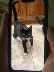 Lost Male Cat last seen Sea Cliff Elementary , Huntington Beach, CA 92648
