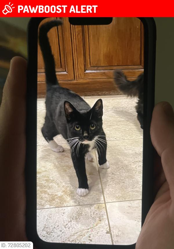 Lost Male Cat last seen Sea Cliff Elementary , Huntington Beach, CA 92648