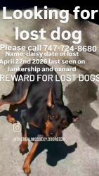Reunited Female Dog last seen Lankship Oxnard , Los Angeles, CA 91601