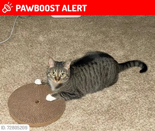 Lost Female Cat last seen Oxford, Oxford Township, MI 48371