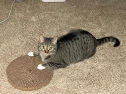 Lost Female Cat last seen Oxford , Oxford Township, MI 48371