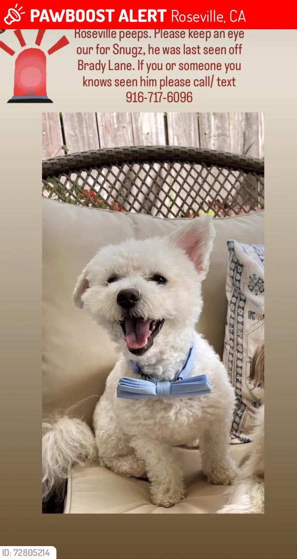 Lost Male Dog last seen Brady Ln, Roseville, CA 95747