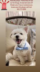Lost Male Dog last seen Brady Ln, Roseville, CA 95747