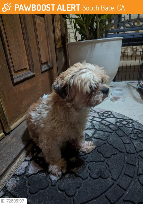 Found/Stray Male Dog last seen Hollydale School, South Gate, CA 90280