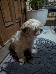 Found/Stray Male Dog last seen Hollydale School, South Gate, CA 90280