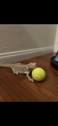 Lost Female Reptile last seen Decatur desert inn , Las Vegas, NV 89146