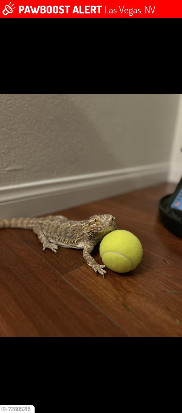 Lost Female Reptile last seen Decatur desert inn , Las Vegas, NV 89146