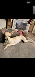 Lost Male Dog last seen Wigdal and bainum, Corcoran, CA 93212